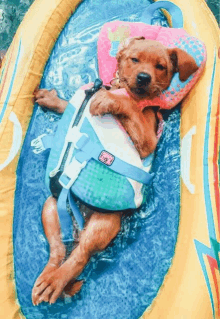 a puppy wearing a life jacket is laying on a raft