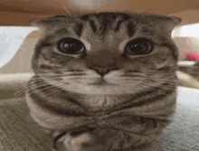 a close up of a cat sitting on a couch with its arms crossed and looking at the camera .