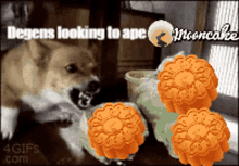 a dog is looking at a bunch of mooncakes with the caption " degens looking to ape "