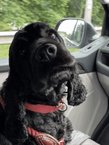 a black dog wearing a red collar is sitting in a car