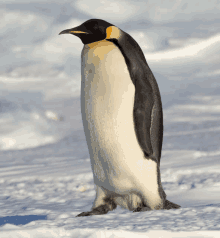 a black and white penguin with a yellow beak standing in the snow