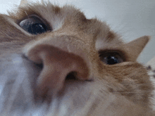 a close up of a cat 's nose with a blurred background