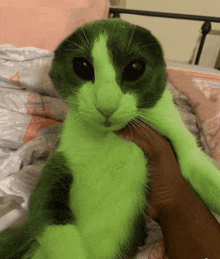 a green and white cat with black eyes is being held by a person