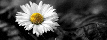 a black and white photo of a single daisy with a yellow center