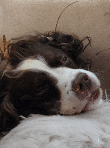 a brown and white dog laying on a couch with its eyes closed