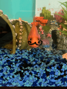 a fish with a mustache in a tank with blue rocks