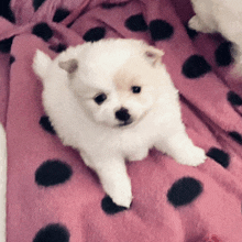 a small white dog is laying on a pink blanket with black polka dots