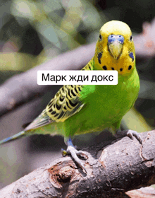 a green and yellow parakeet with a white sticker that says mark