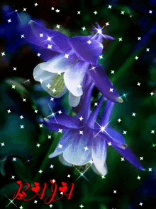 a purple flower with white petals is surrounded by stars and the name baja is written in red