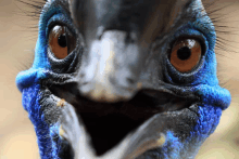 a close up of a blue and black bird 's face with its beak open