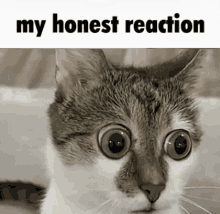 a picture of a cat with the words my honest reaction below it