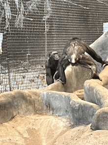 a couple of chimpanzees sitting on a rock in a zoo enclosure