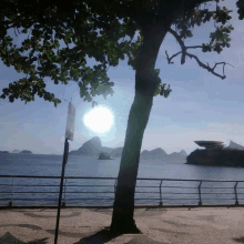 a tree stands in front of a body of water with the sun shining through the leaves