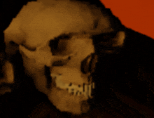 a close up of a human skull with a red background