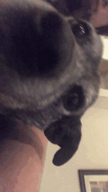 a close up of a dog 's face with a person behind it