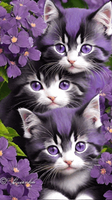 three black and white kittens with purple eyes are sitting in purple flowers