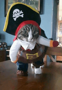 a cat is dressed in a pirate costume and standing on a table .