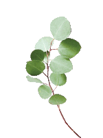 a plant with green leaves and a red stem