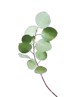 a plant with green leaves and a red stem