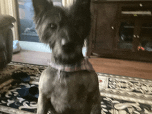 a dog with a plaid scarf around its neck looks at the camera