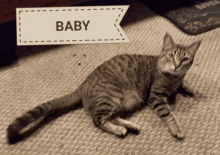 a cat is laying on the floor next to a sign that says " baby "