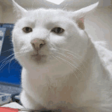 a white cat is laying on a desk in front of a laptop computer .