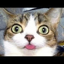 a close up of a cat with its tongue hanging out .