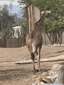 a giraffe standing in a dirt field with a fence in the background