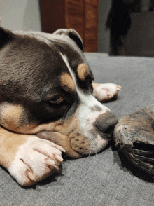 a brown and white dog is laying on a couch next to a rock