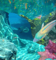 a fish is swimming in a coral reef with a starfish in the foreground