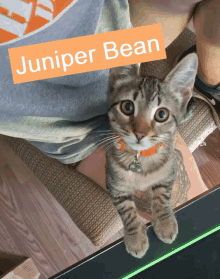 a kitten with the name juniper bean written on it