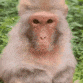 a close up of a monkey 's face with a foreign language written above it