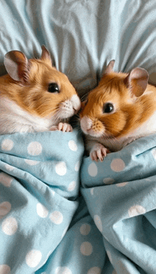 two guinea pigs are laying on a bed under a blue polka dot blanket