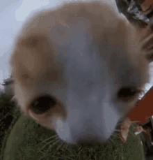 a close up of a dog 's face looking at the camera while standing in the grass .