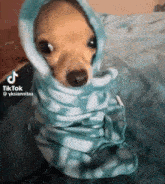 a small dog is wrapped in a blanket and looking at the camera .