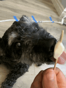 a small black and white dog licking a piece of food on a toothpick