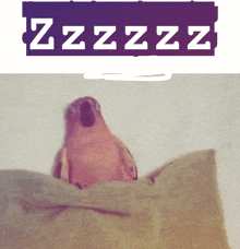 a pink bird is sitting on a pillow under a purple sign that says zzzz