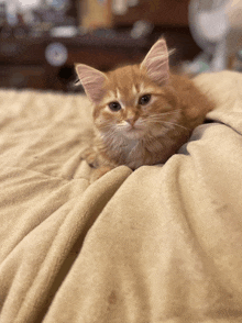 a kitten laying on a blanket looking at the camera