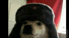 a dog wearing a furry hat with a red star on it .