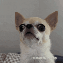 a close up of a chihuahua with a reviewonivere.com website behind it