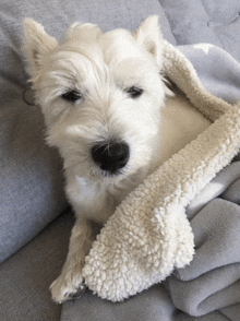 a white dog wrapped in a white blanket