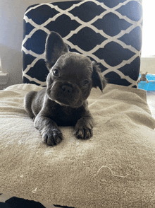 a puppy is laying on a pillow with a black and white pattern on it