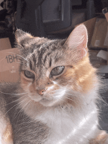 a cat is sitting in front of a cardboard box with the number 18h on it