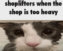 a black and white cat is looking at the camera with a caption that says shoplifters when the shop is too heavy .