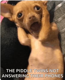 a picture of a chihuahua with a caption that says the piddle twins not answering their phones