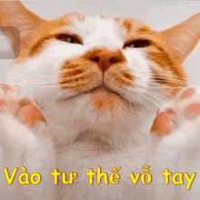 a close up of a cat 's face with the words vào từ thế vô tay below it