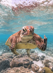 a sea turtle giving the middle finger while swimming in the ocean