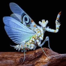 a close up of a praying mantis sitting on a branch .