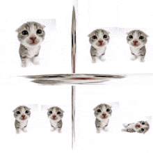 a collage of pictures of a kitten looking at the camera with a white background