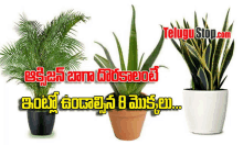 three potted plants on a white background with telugustop.com written on the bottom